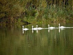 image-1423
