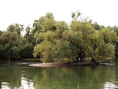 image-1424